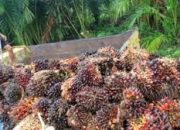 Harga TBS Sawit di Kaltim Turun