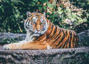 Tragis! Suprianda (27) Jadi Korban Harimau di Samarinda