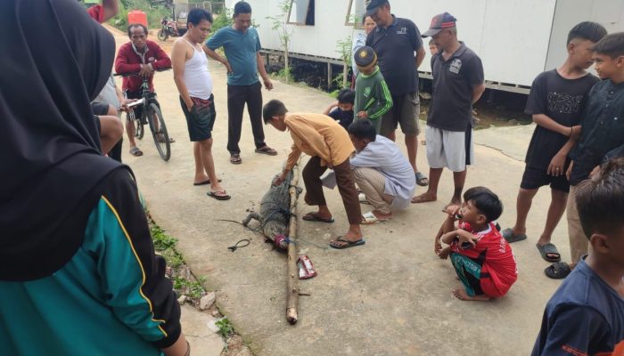 Lansia di Bontang Selamat dari Gigitan Buaya 2 Meter!