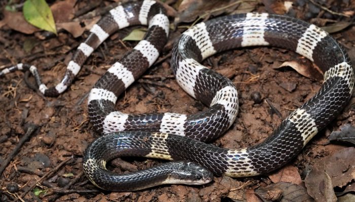 Ular Weling Gigit Bocah Tidur, Rafa Meninggal Dunia