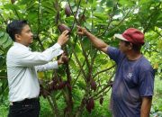 Petani Kakao Makin Sejahtera, Ini Peran Besar Berau Cocoa dari Berau Coal