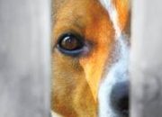 Viral! Kasus Penyiksaan Anjing di Kubar Bikin Netizen Geram