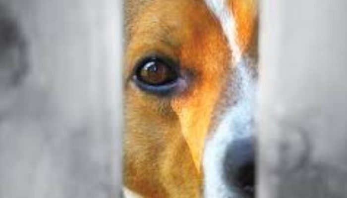 Viral! Kasus Penyiksaan Anjing di Kubar Bikin Netizen Geram