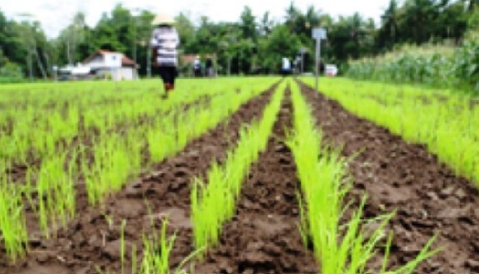 PPU Genjot Produktivitas Padi, Petani Dapat Edukasi Penggunaan Pestisida