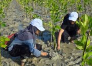 Program Mangrove Kukar, Lingkungan Pulih Warga Ikut Sejahtera