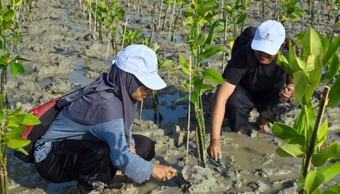 Program Mangrove Kukar, Lingkungan Pulih Warga Ikut Sejahtera