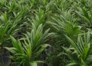 Pemerintah Kutim Fokus Pengembangan Bibit Sawit Sesuai Tanah Lokal