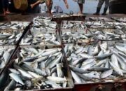 Program Perikanan Berau Dorong Produktivitas dan Kesejahteraan Nelayan Program Perikanan Berau Dorong Produktivitas dan Kesejahteraan Nelayan