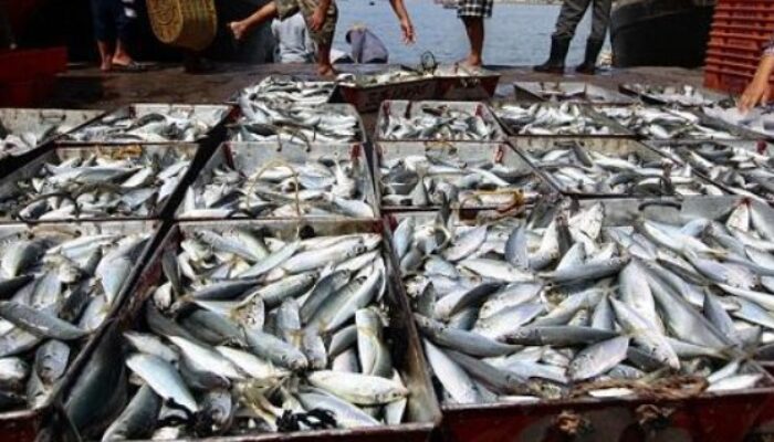 Program Perikanan Berau Dorong Produktivitas dan Kesejahteraan Nelayan