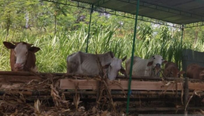 Inovasi Biogas di Samboja, Kukar: Solusi Sumber Energi dari Kotoran Sapi