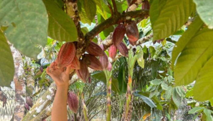 Produksi Kakao di Berau Naik, Kopi Masih Alami Penurunan