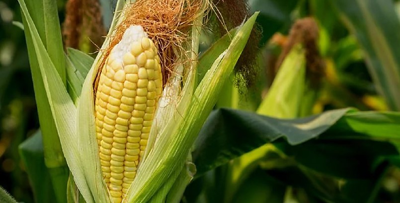 Hasil Panen Jagung Samarinda 2025 Melesat 213% Berkat Teknologi dan Dukungan Pemkot