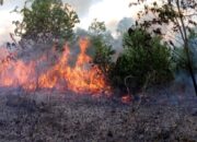 Ancaman Karhutla di Berau, BPBD Imbau Warga Tidak Bakar Lahan