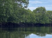 YLBKD (Yayasan Laut Biru Kepualauan Derawan) Dorong Masyarakat Derawan Jaga Laut YLBKD (Yayasan Laut Biru Kepualauan Derawan) Dorong Masyarakat Derawan Jaga Laut