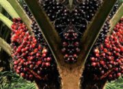 Kenaikan Harga Sawit di Kaltim: TBS Melonjak Hingga Rp3.369 per Kilogram