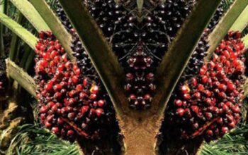 Kenaikan Harga Sawit di Kaltim: TBS Melonjak Hingga Rp3.369 per Kilogram