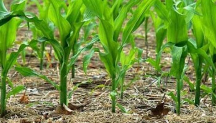 Polres Kukar Gelar Penanaman Jagung Serentak Dukung Swasembada Pangan