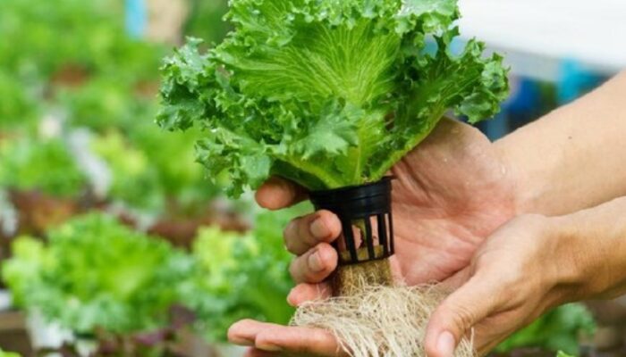 Tren Menanam Sayur Hidroponik, Peluang Bisnis Sehat yang Makin Diminati