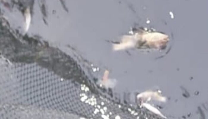 Ikan Mati di Keramba Kampung Selambai, Warga Minta Penyelidikan