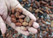 Disbun Berau Genjot Produksi Kakao, Targetkan Ekspor hingga Puluhan Ton