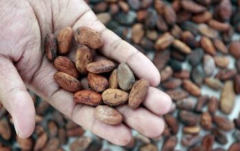 Disbun Berau Genjot Produksi Kakao, Targetkan Ekspor hingga Puluhan Ton