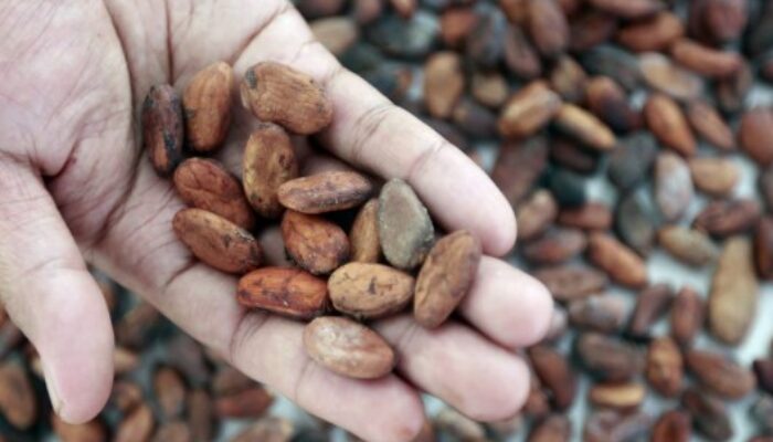 Disbun Berau Genjot Produksi Kakao, Targetkan Ekspor hingga Puluhan Ton