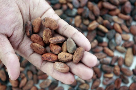 Disbun Berau Genjot Produksi Kakao, Targetkan Ekspor hingga Puluhan Ton Disbun Berau Genjot Produksi Kakao, Targetkan Ekspor hingga Puluhan Ton