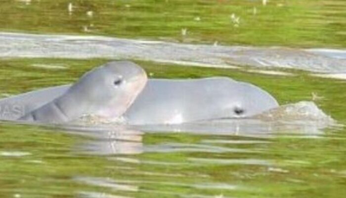 Ekowisata Kukar Menguat, Kemunculan Pesut Mahakam Jadi Magnet Utama