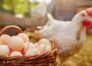 Peningkatan Produksi Telur Ayam Dukung Program MBG, 82,9 Juta Penerima Manfaat