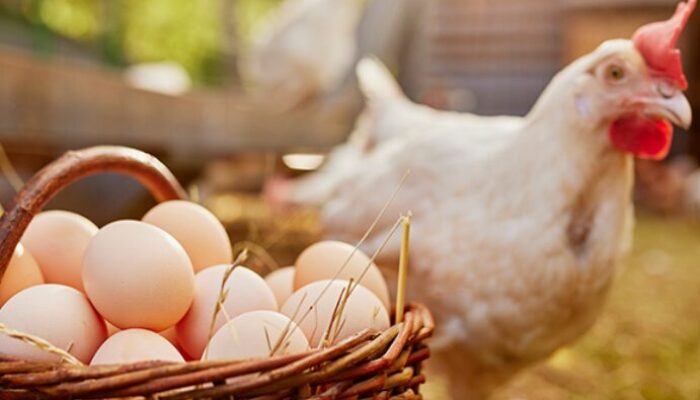 Peningkatan Produksi Telur Ayam Dukung Program MBG, 82,9 Juta Penerima Manfaat