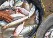 Hari Ikan Nasional di Berau Ditutup dengan Penyerahan Bantuan dan Lomba