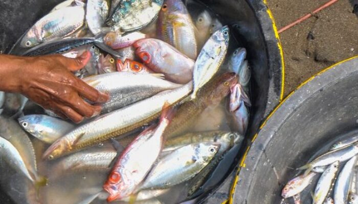 Hari Ikan Nasional di Berau Ditutup dengan Penyerahan Bantuan dan Lomba