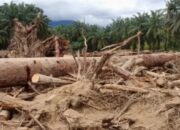 Gubernur Bobby Tanggapi Viralnya Kayu Gelondongan di Banjir Sumut