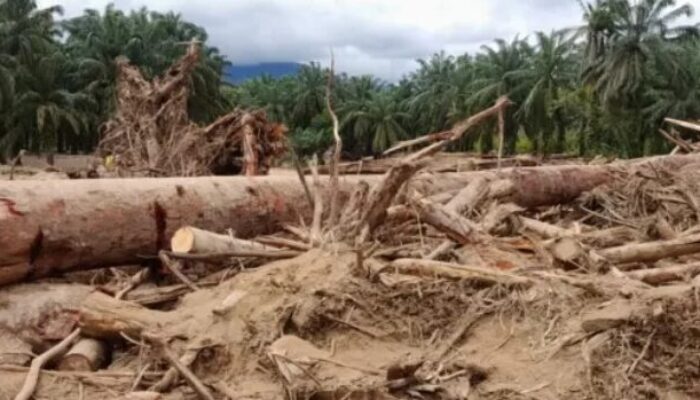 Gubernur Bobby Tanggapi Viralnya Kayu Gelondongan di Banjir Sumut