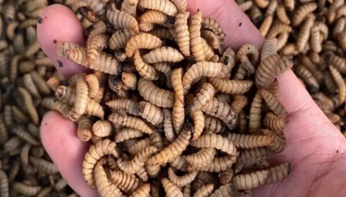 Kukar Fokus pada Pengelolaan Limbah Organik dengan Budidaya Magot