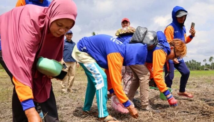 Padi Gogo IPB Gogo 9 Ditanam di IKN, Dukung Ketahanan Pangan dan Kesejahteraan Petani