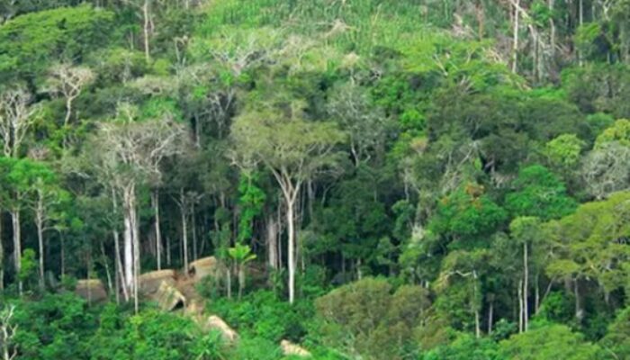 Krisis Hutan di Kukar Memburuk, Deforestasi Capai 32 Persen dari Total Luas Hutan