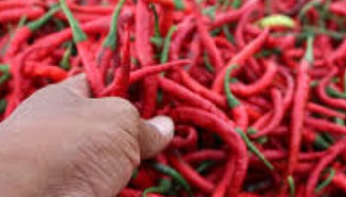 Harga Cabai dan Bawang Naik di Samarinda, Pemkot Lakukan Langkah Cepat