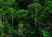 Luas Hutan Kaltim Capai 8 Juta Hektare, Reforestasi Terus Digenjot