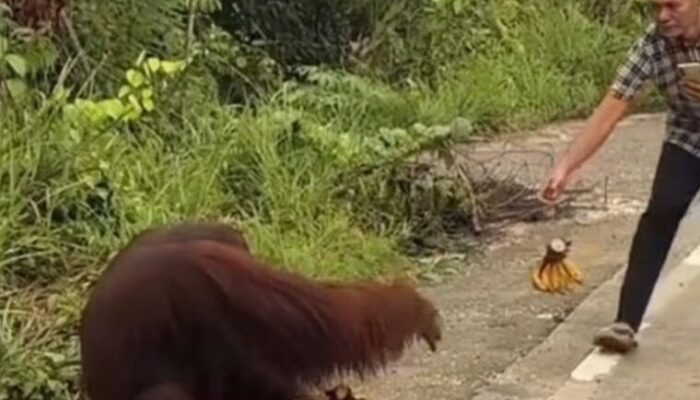 Viral! Orangutan Ditemukan di Tepi Jalan Bengalon, BKSDA Kutim Turun Tangan