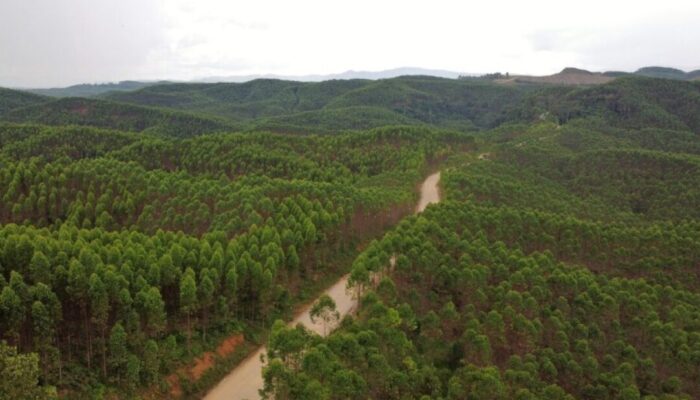 Rehabilitasi Hutan IKN: Transformasi Perkebunan Eukaliptus Jadi Hutan Hujan Tropis