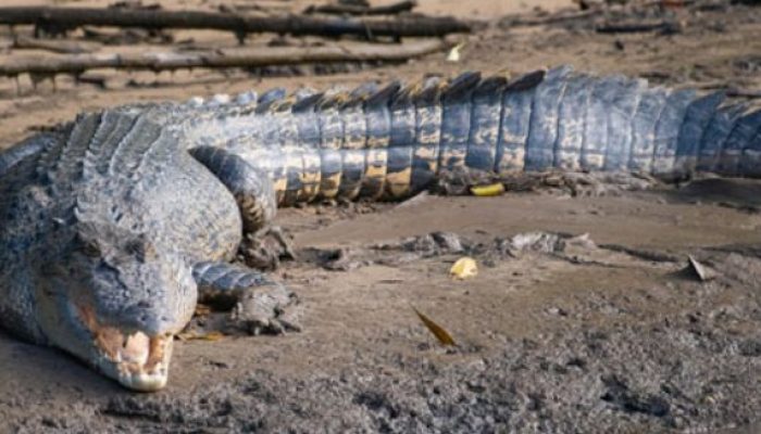 Buaya Serang Remaja di Bontang, Korban Luka Serius di Tanjung Limau