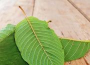 Kratom Kukar Tembus Pasar Global, Didukung Regulasi Baru
