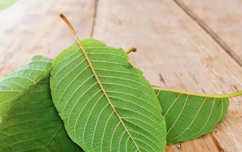 Kratom Kukar Tembus Pasar Global, Didukung Regulasi Baru