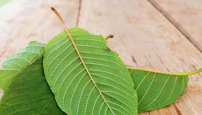 Kratom Kukar Tembus Pasar Global, Didukung Regulasi Baru