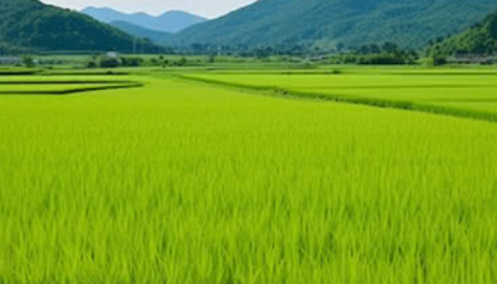 Program Cetak Sawah Berau Capai 525 Hektare, Dorong Produksi Pertanian