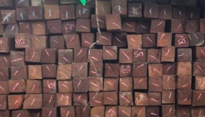 Kasus Kayu Ilegal Terbongkar di Balikpapan, Libatkan Jaringan Antarwilayah