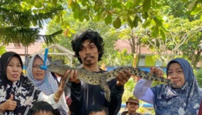 Buaya Muncul di Sekolah TK Sangatta, Warga Sigap Evakuasi Tanpa Korban