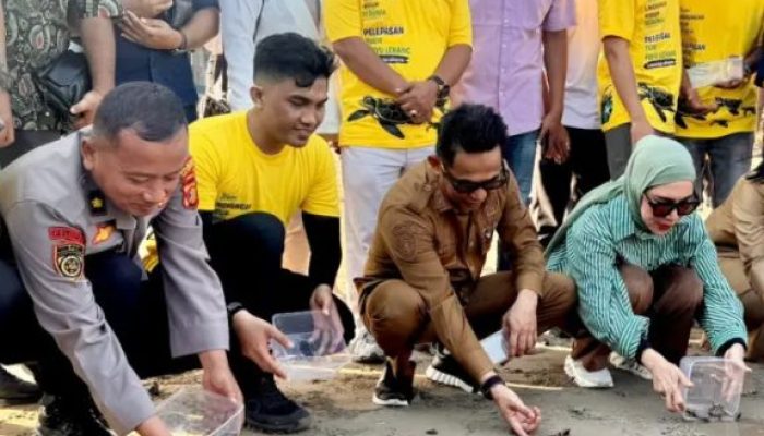 JMSI Balikpapan Lepas Puluhan Tukik, Dorong Konservasi Laut