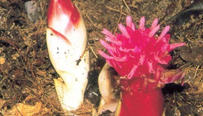 Jahe Balikpapan, Tanaman Endemik Langka yang Jadi Kebanggaan Kota